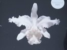 KINGS OF LEON Aha Shake Heartbreak 2LP Vinyl Limited Edition Clear FOC * NEW