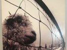 PEARL JAM Vs Epic Associated Vinyl LP 1993