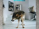 Grinderman 2 by Grinderman (2010) [LP] With Inserts Import
