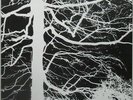 Mirkwood NEAR MINT Tenth Planet Vinyl LP