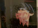 Paranoid by Black Sabbath (Purple Vinyl) R1 WB 78976 / VMP Club Ed.