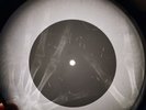 Van Morrison - Crazy Love X-RAY OF THE USSR X-RAY BONE RECORDING