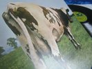 PINK FLOYD ?? ATOM HEART MOTHER ?? RARE UK PRESS FOLDOUTCOVER 1970