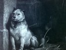 Pavlov's Dog - Pampered Menial Europe LP 2020 FOC (NM/NM) |