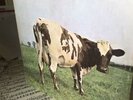 PINK FLOYD   ATOM HEART MOTHER   1970 UK A-1G/B-1G 1ST PRESS PROG ROCK VINYL LP
