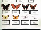 THE JAM - THE BUTTERFLY COLLECTOR (JM005) LIVE PALLADIUM NY 1980 2LP