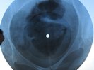 THE STOOGES - I WANNA BE YOUR DOG - EMBRYO  UNIQUE GEORGIAN X-RAY BONES RECORD