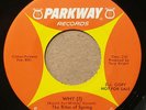 THE RITES OF SPRING Why? / Comin' On Back To Me 1966 PROMO PARKWAY 45 Garage