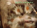Pale Saints Mrs. Dolphin  RSD Drop1 splatter Vinyl lp 2020 Piranha Records