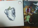 WEEN - white Pepper+ Mollusk+ Plain Rec. LPs Neu