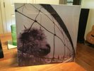 PEARL JAM: Vs, Epic Records, 1st, FACTORY SEALED, OOP LP