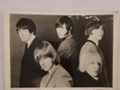 The Shadows Of Knight photo Around 1967 10x8 inches