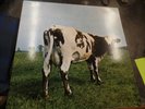 Pink Floyd - Lp - Atom Heart Mother - Psych Rock 180g 2016 RE Stereo PFRLP5