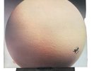 Egg-The Civil Surface Vinyl Record 1974 Caroline Records C1510