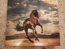 Bruce Springsteen, Western Stars, blaues Vinyl, wie neu