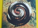 Nine Inch Nails - Closer to God & Further Away - HALO 9 [2*12