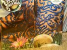 Jellyfish 'Bellybutton' 2011 Blue Vinyl Re-Issue Omnivore Recordings 