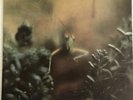 STEELY DAN “KATY LIED“ 1975 LP, MCA -37403, NEAR MINT, LYRICS INNER SLEEVE.
