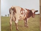 LP ROCK PROG PINK FLOYD 