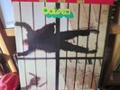 Odissea - Odissea (LP, Rifi RDZ ST 14228) Ottimo