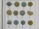 Embroidery Kit Dandelions By Jiggery Pokery