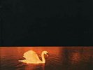 Van Morrison ?– Avalon Sunset (1989) Polydor ?– 839 262-1 vinyl NEW