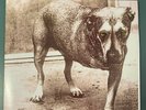 Alice In Chains ?– Alice In Chains  2 × 12
