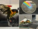 BUDGIE IN FOR THE KILL  A1/B1 1st PRESS PROMO UK 1974 MCA *Stunning* EX+++