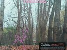 TWINK - 'THINK PINK' LTD EDIT NUMBERED from 1 to150 & SIGNED thinkpink50th 2020