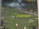 The Flamingos 