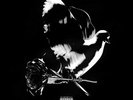 Pop Smoke - Shoot For The Stars Aim For The Moon [New Vinyl LP] Explicit, Deluxe