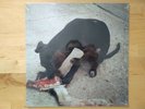 Slowthai - RUNT EP LIMITED vinyl SEALED MINT 2021 reissue