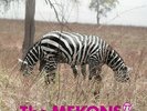 MEKONS 77 - IT IS TWICE BLESSED VINYL LP