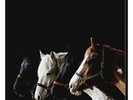 Foxing, Nearer My God- Double LP, Limited Edition Red