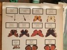The jam butterfly collector Bootleg Double LP Red Label