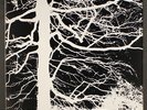MIRKWOOD: mirkwood TENTH PLANET 12