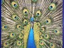 THE BLUETONES Expecting To Fly (new and sealed vinyl)