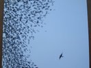 WILCO SKY BLUE SKY two 180 gram LPs M/M plus M/M CD