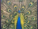 The Bluetones Expecting To Fly Original UK Vinyl LP 1996