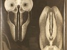 SKULL DEFEKTS: dances in dreams of the known unknown THRILL JOCKEY 12