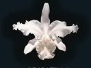ID7300z-Kings Of Leon-Aha Shake Heartbreak-vinyl LP-New