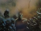 STEELY DAN - KATY LIED - EXCELLENT