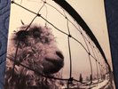 PEARL JAM - VS 1st Press 1993 USA Vinyl LP