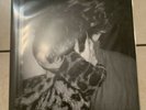 Gazzelle ?– Punk LP Vinile RARO  Sigillato