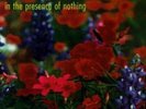 LILYS: IN THE PRESENCE OF NOTHING (LP vinyl *BRAND NEW*.)