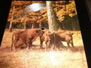 Kate Bush -Babooshka -flexi pic from Poland -very rare