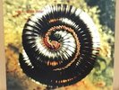 Set Of Nine Inch Nails Further Away Closer To God '95 Uk Edition Inspection