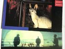 MIDNIGHT OIL - BEDS ARE BURNING + SPECIES DECEASES 2 X 12” RECORD