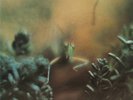 STEELY DAN - KATY LIED - NEAR MINT