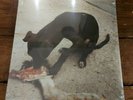 SLOWTHAI - RUNT EP MTHDV003 METHOD RECORDS 2021 REISSUE MINT SEALED